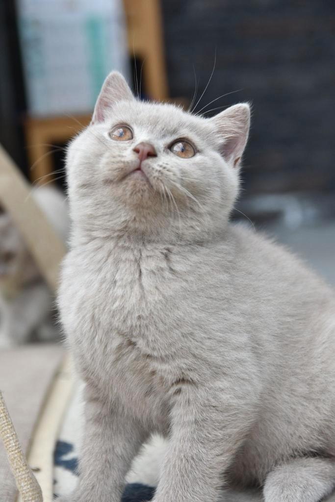 Britse korthaar kittens, Dieren en Toebehoren, Katten en Kittens | Raskatten | Korthaar, Meerdere dieren, 0 tot 2 jaar, Ontwormd