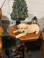 Schitterende Raszuivere Labrador Pups(ouders Stamboom)HDvrij, Dieren en Toebehoren, Rabiës (hondsdolheid), 8 tot 15 weken, Labrador retriever