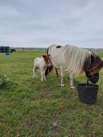 Pony verzorg(s)ter
