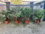 Chamaerops Humilis xxxl, Tuin en Terras, Planten | Bomen, Ophalen