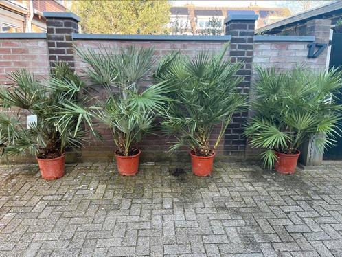 Chamaerops Humilis xxxl, Tuin en Terras, Planten | Bomen, Ophalen