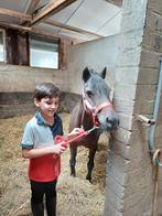 Lieve kinderpony /te koop, Dieren en Toebehoren, Pony's, B, Ruin, B pony (1.17m tot 1.27m), 11 jaar of ouder