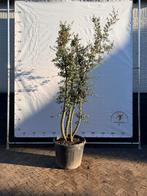 Mooie meerstammige kurkeik, Overige soorten, 100 tot 250 cm, Zomer, Ophalen