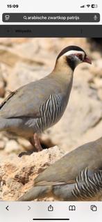 Arabische zwaartkop patrijs haan, Dieren en Toebehoren, Mannelijk