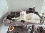 Siamees/ britse korthaar, kitten, wit poes, Dieren en Toebehoren, Katten en Kittens | Overige Katten, Poes, 0 tot 2 jaar