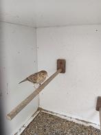 Kanariepop, Dieren en Toebehoren, Vrouwelijk, Kleurkanarie