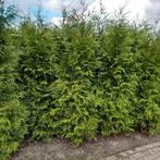 Thuja plicata   ( 2 meter +  nog 40st), Ophalen, Conifeer, 100 tot 250 cm
