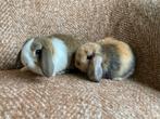 Raszuivere minilop baby konijntjes, Vrouwelijk, Dwerg, Hangoor, 0 tot 2 jaar