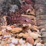 Hoplosternum thoracatum, Dieren en Toebehoren, Vis