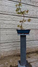Bonsai Acer starter, Tuin en Terras, Planten | Bomen, Minder dan 100 cm, Overige soorten, Ophalen of Verzenden