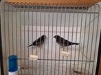 Zwartbruine Japanse meeuwen, Dieren en Toebehoren, Vrouwelijk, Tropenvogel, Geringd