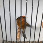 Div vogels zie foto’s, Meerdere dieren, Wildzangvogel