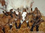 Te Koop gevraagd   geiten en bokken, Dieren en Toebehoren, Schapen, Geiten en Varkens, Vrouwelijk, Geit, 3 tot 5 jaar