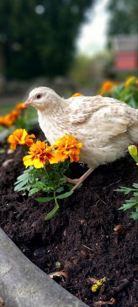 Broedeieren van de zimt japanse kwartel, Dieren en Toebehoren, Pluimvee, Overige soorten