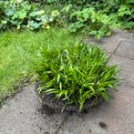 Liriope Muscari zeer groot!, Tuin en Terras, Planten | Tuinplanten, Verzenden, Zomer, Overige soorten, Halfschaduw