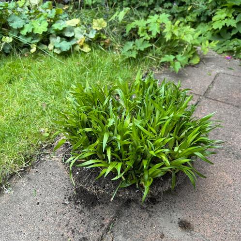 Liriope Muscari zeer groot!, Tuin en Terras, Planten | Tuinplanten, Overige soorten, Halfschaduw, Zomer, Ophalen