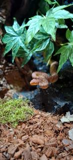 Atheris squamigera (African Bush Viper), Slang, 0 tot 2 jaar