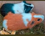 super knappe jonge cavia man - schitterend oranje wit bont !, Dieren en Toebehoren, Knaagdieren, Mannelijk, Tam, Maart, Cavia