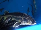 Diamantsteur, goudwinde, shubinkin, sarasa, zeelt, graskarpe, Dieren en Toebehoren, Vissen | Vijvervissen, Karper of Koi