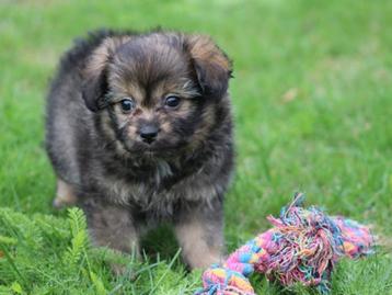 Kruising Boomer pups. beschikbaar voor biedingen