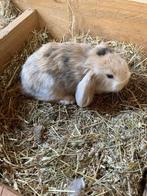 Lieve dwergkonijntjes , nu 4 weken oud, Dieren en Toebehoren, Konijnen, Meerdere dieren, Dwerg, Hangoor, 0 tot 2 jaar