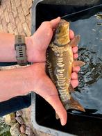 Spiegelkarper, Dieren en Toebehoren, Vissen | Vijvervissen, Karper of Koi