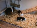 Jonge cavias, Dieren en Toebehoren, Cavia, November, Meerdere dieren, Tam