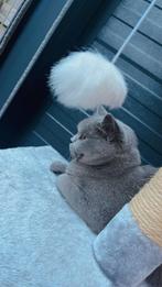 Britsch kort haar poes, Dieren en Toebehoren, Katten en Kittens | Raskatten | Korthaar, Poes, Ingeënt