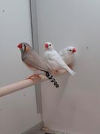 Zebravinken, Dieren en Toebehoren, Meerdere dieren, Tropenvogel, Geringd