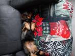Te koop mix van dwerg kortgladhaaren canichen ruwhaar, Dieren en Toebehoren, Kaninchen, Teef, Meerdere, 3 tot 5 jaar