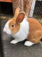 Konijn hollander, Dieren en Toebehoren, Konijnen, Mannelijk, Middelgroot, 0 tot 2 jaar