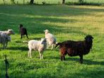 Te koop quessant ram wit, Dieren en Toebehoren, Schapen, Geiten en Varkens, Mannelijk, Schaap