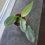 Philodendron Silver Sword, Ophalen, Halfschaduw, Minder dan 100 cm
