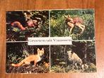 Groeten uit Vaassen. Wilde dieren. 1972., Ophalen of Verzenden, 1960 tot 1980, Gelopen, Gelderland