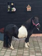 🩷🌸Super knappe en brave stamboek  beauty🫶🩷zwart/bont, Gechipt, Ruin, Niet van toepassing, 3 tot 6 jaar