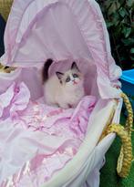 Ragdoll kittens met stamboom, Dieren en Toebehoren, Katten en Kittens | Raskatten | Langhaar, Gechipt, 0 tot 2 jaar