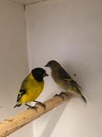 Zwartkopsijs, Dieren en Toebehoren, Vogels | Overige Vogels, Meerdere dieren