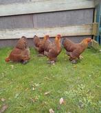 Brahma kriel meerzomig patrijs brahmakriel brahma's brahma, Dieren en Toebehoren, Pluimvee, Meerdere dieren, Kip