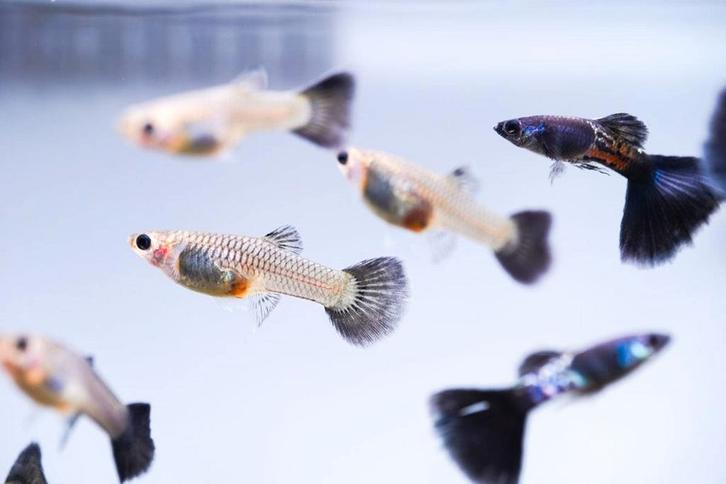 Black metal guppen te koop, Dieren en Toebehoren, Vissen | Aquariumvissen, Zoetwatervis, Vis, Schoolvis