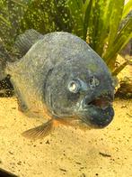 OPZOEK NAAR PIRANHA LIEFHEBBER, Dieren en Toebehoren, Vis