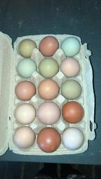 Gekleurde broedeieren mix australorp marans araucana, Ophalen, Overige typen