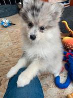 DE MOOISTE EN LIEFSTE POMSKY PUPS !, Overige rassen, CDV (hondenziekte), 8 tot 15 weken, Meerdere