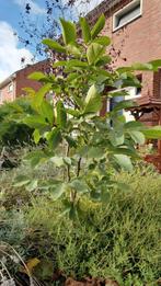 Walnoten boom, Tuin en Terras, Planten | Bomen, Ophalen of Verzenden, Volle zon, Overige soorten