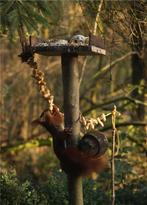 Gezocht: oude partij walnoten / hazelnoten / ect, Diversen, Ophalen of Verzenden