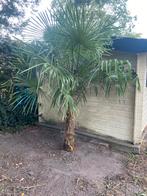 Trachycarpus fortunei, Tuin en Terras, 250 tot 400 cm, Zomer, Palmboom, Ophalen