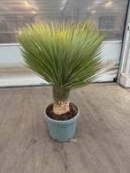 Yuccca rostrata p 46 cm h 140 cm, Tuin en Terras, Ophalen, Overige soorten, Volle zon