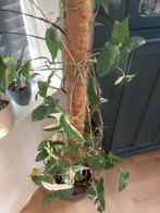 Stekjes syngonium albo variegata per stek 3,50, Huis en Inrichting, Kamerplanten, Ophalen of Verzenden, Overige soorten, Minder dan 100 cm