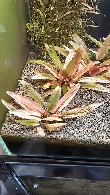 cryptocoryne pink flamingo planten beschikbaar voor biedingen