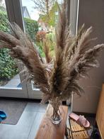 Pampas gras geverfd, Ophalen of Verzenden, Nieuw
