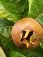 Mispels Heerlijke Vruchten!, Tuin en Terras, Planten | Bomen, Ophalen of Verzenden, Volle zon, Overige soorten, Minder dan 100 cm
